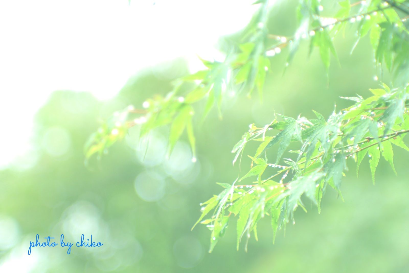 chikoのお写歩ブログ ⋆̩☂︎*̣̩ 梅雨を楽しもう ⋆̩☂︎*̣